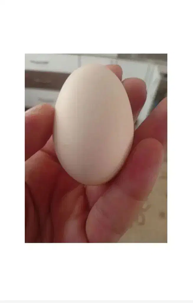 تخم مرغ محلی تازه سالم زرده نارنجی|خوردنی و آشامیدنی|مشهد, الهیه|دیوار