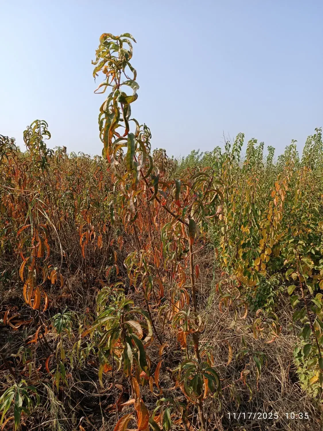 نهال حراج|گل و گیاه طبیعی|خان ببین, |دیوار