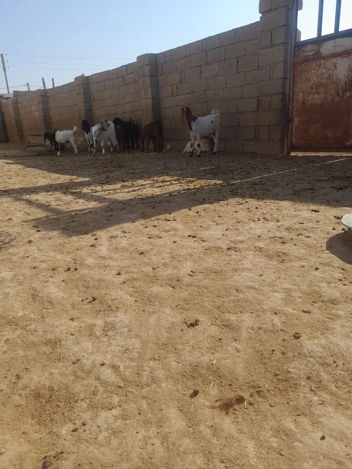 کهره نر و ماده|حیوانات مزرعه|بندر گناوه, |دیوار