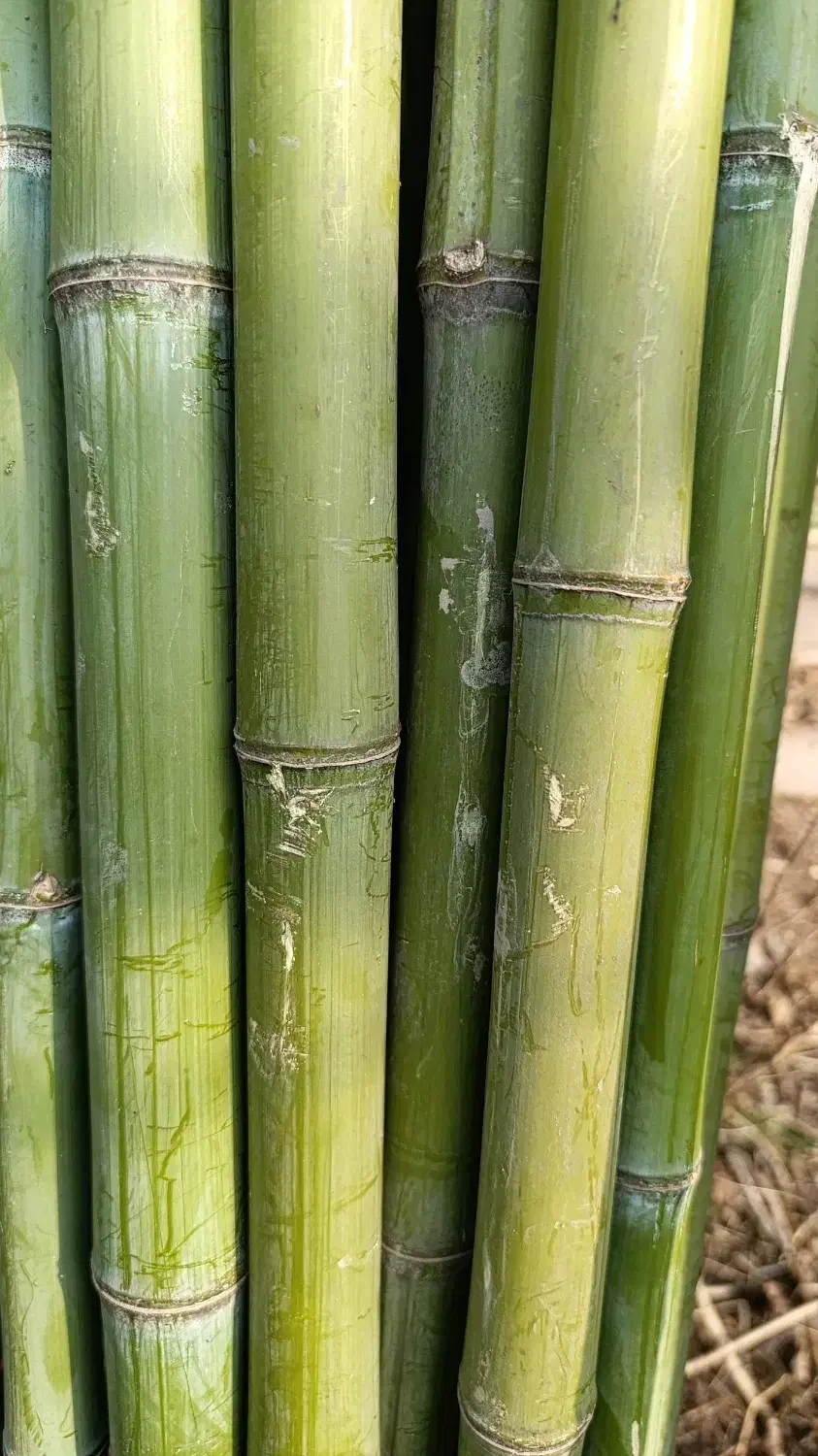 نی خیزران و لوله بامبو|خدمات باغبانی و درختکاری|فومن, |دیوار