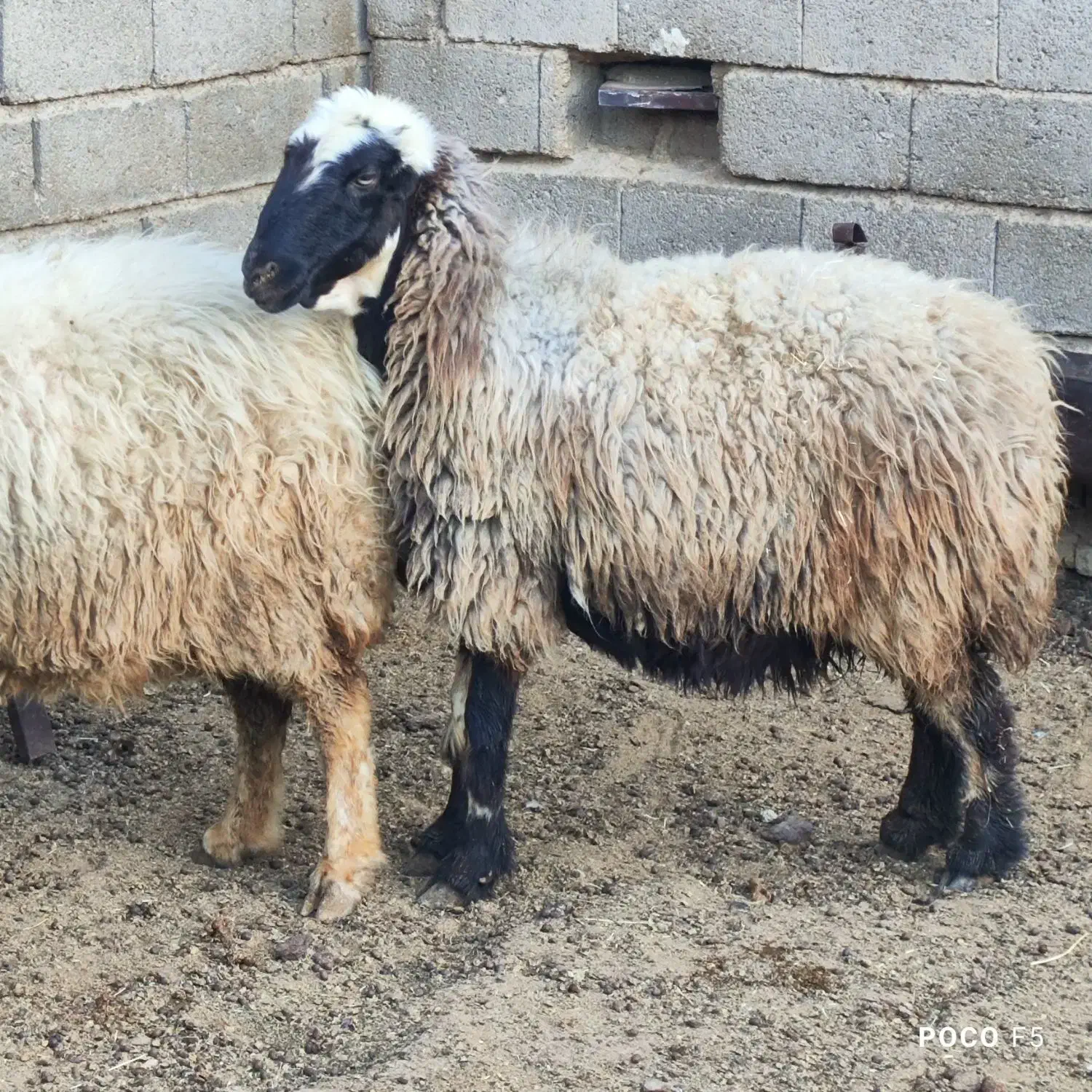 میش داشتی درجه یک عطیقه|حیوانات مزرعه|شیراز, شاپورجان|دیوار