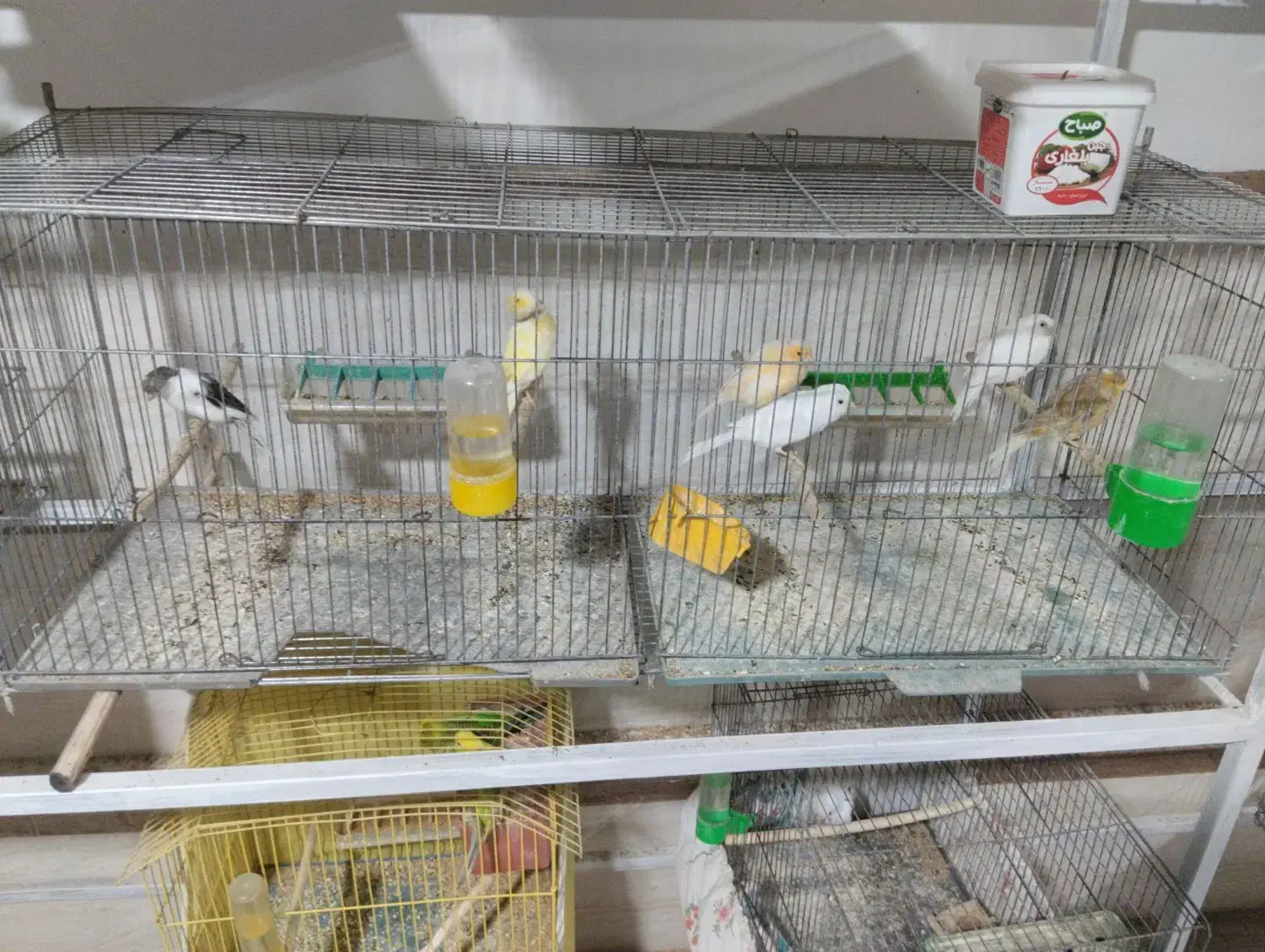 قناری ماده|پرنده|بافق, |دیوار