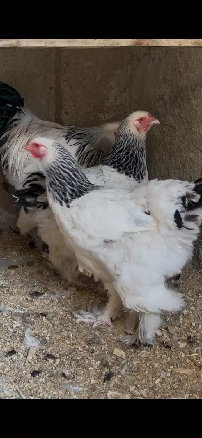 مرغ برهما|حیوانات مزرعه|گلوگاه, |دیوار