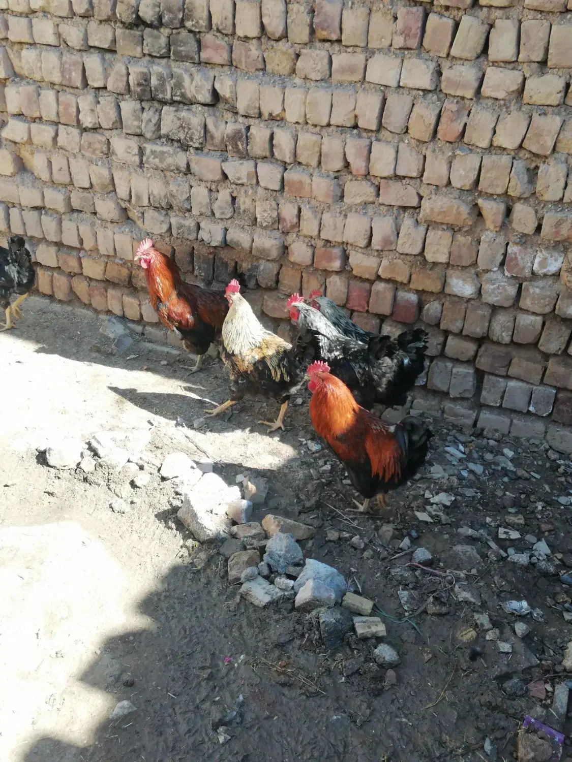 خروس محلی|حیوانات مزرعه|ساوه, |دیوار