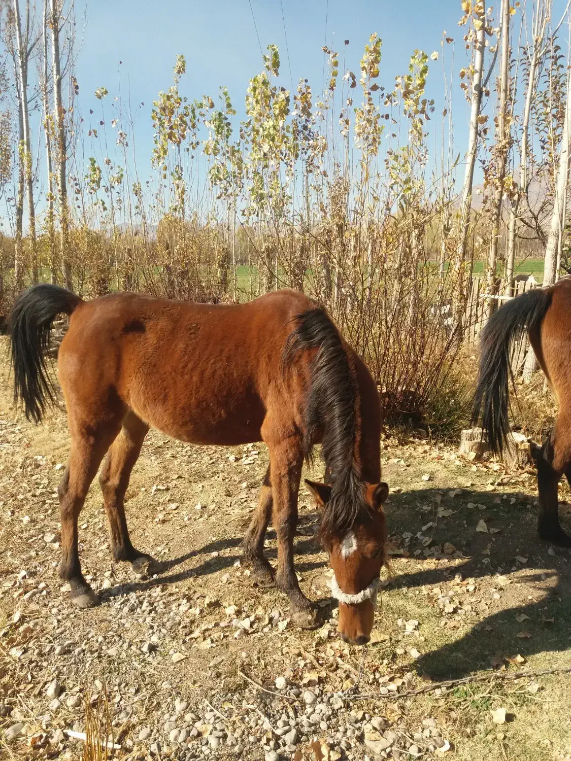 اسب مادیان|اسب و تجهیزات اسب‌سواری|الشتر, |دیوار