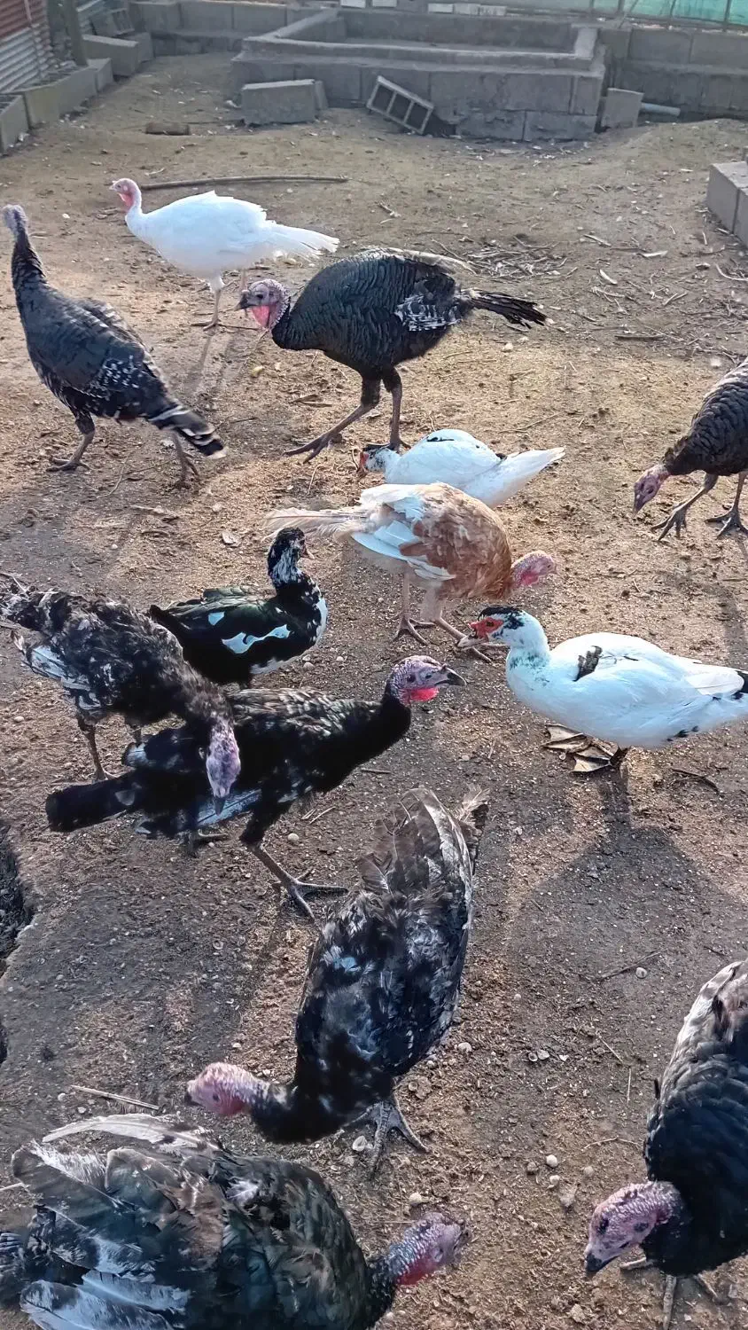 بوقلمون واردک اسراییلی|حیوانات مزرعه|رودسر, |دیوار