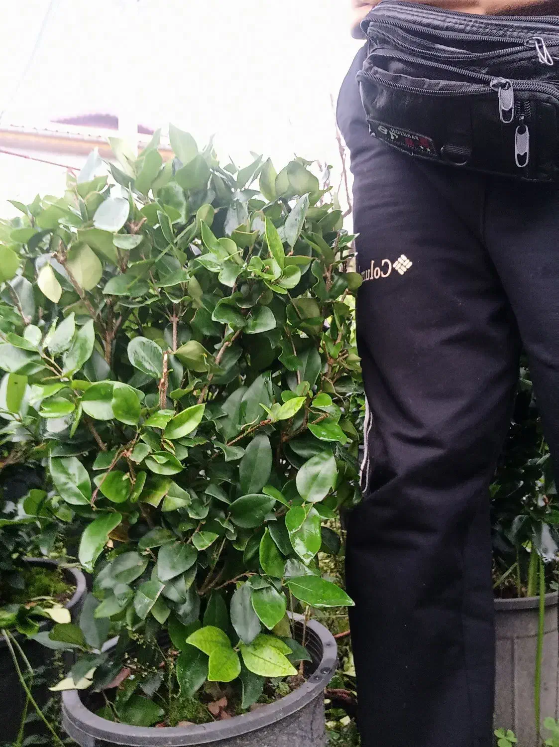 یاس هلندی گلدان12و3نیم پر|گل و گیاه طبیعی|چابکسر, |دیوار