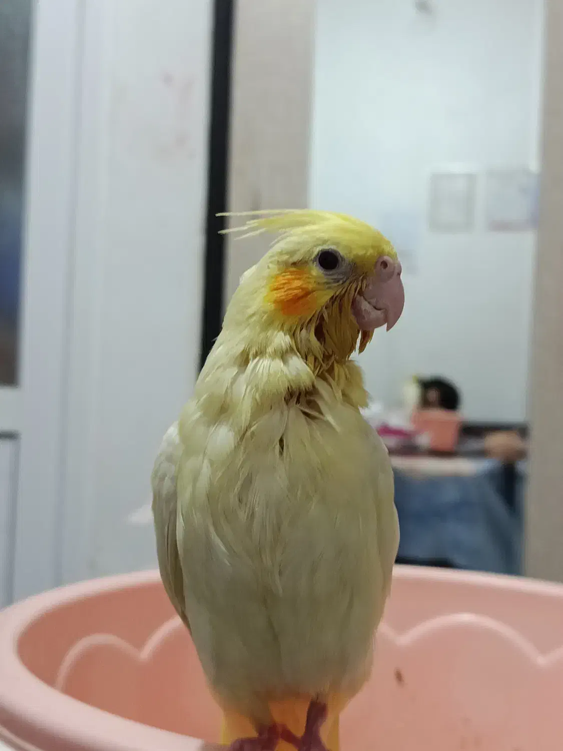 طوطی عروس هلندی کاملاً دستی تازه دون خور|پرنده|ایوانکی, |دیوار