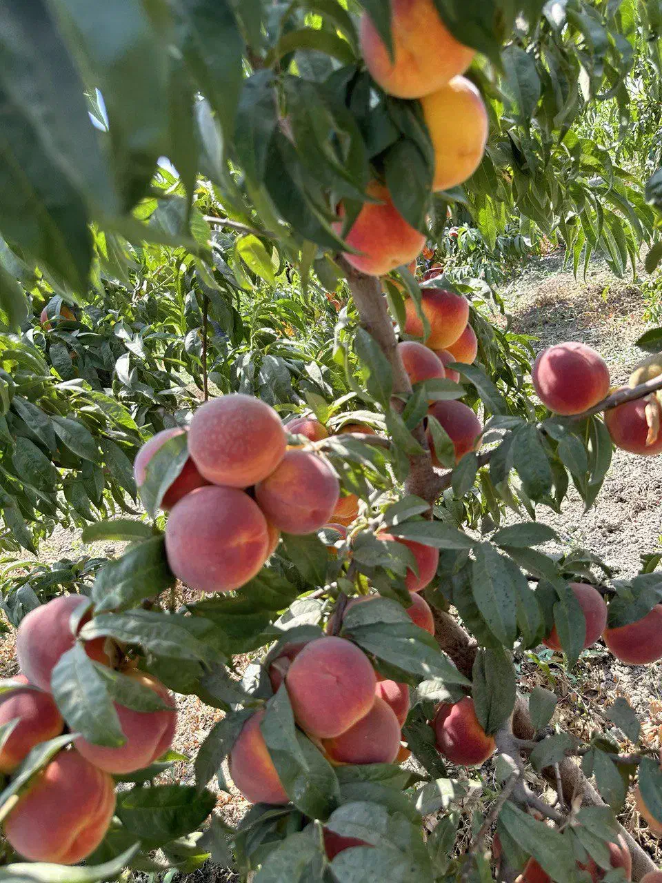 نهال انواع میوه اصلاح شده لیبل‌دار|خدمات باغبانی و درختکاری|سراب, |دیوار