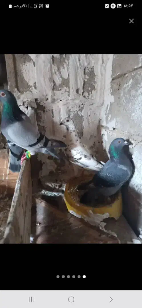 فروش ۱۳ تا کبوتر|پرنده|خشت, |دیوار