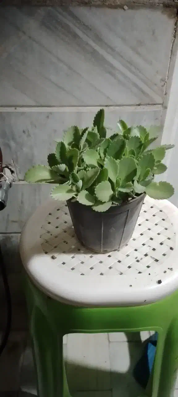 چند عدد گلدان به همراه گل فروخته میشود|گل و گیاه طبیعی|قم, پردیسان|دیوار