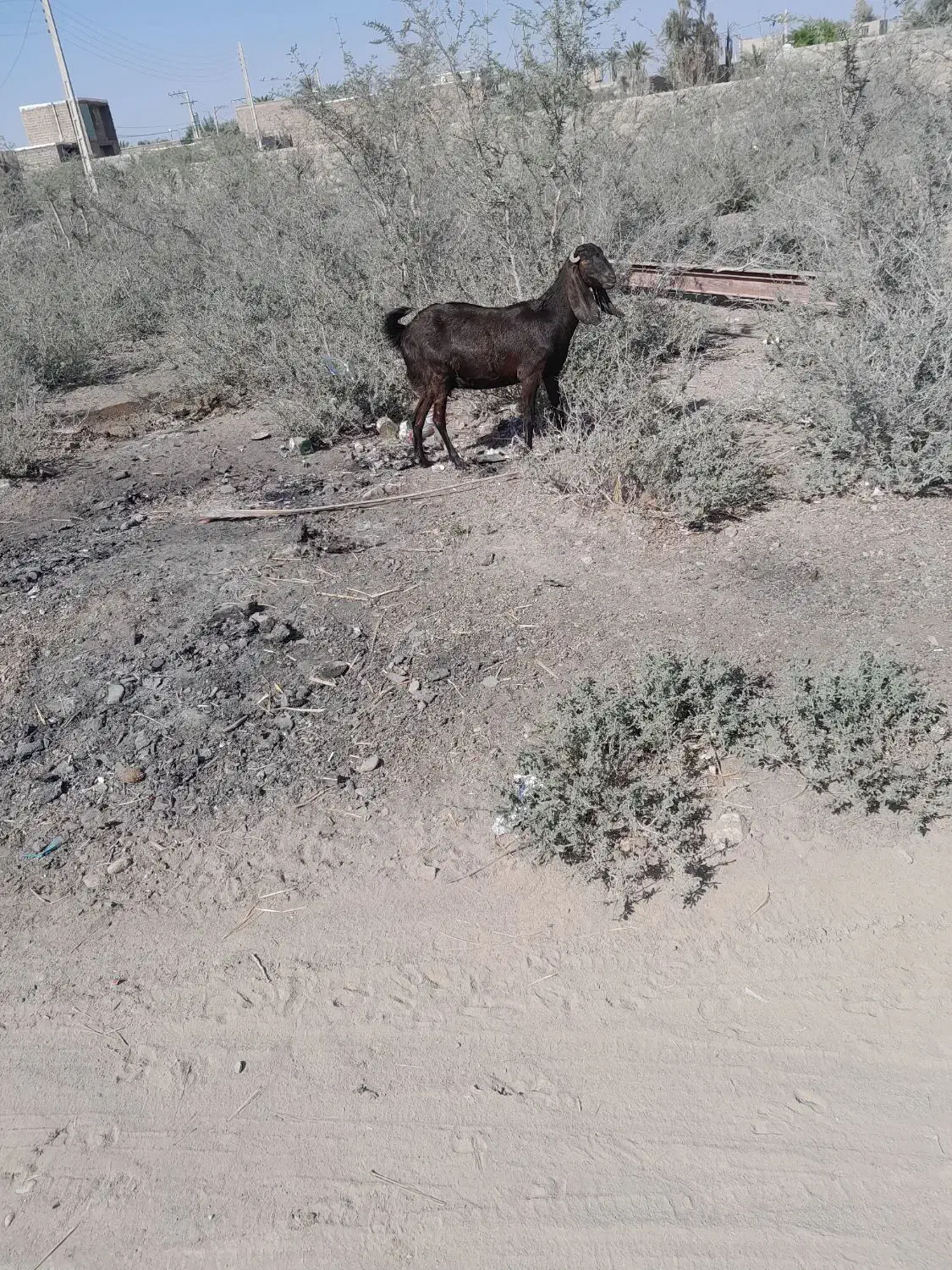 فروش فوری بز مری|حیوانات مزرعه|بمپور, |دیوار