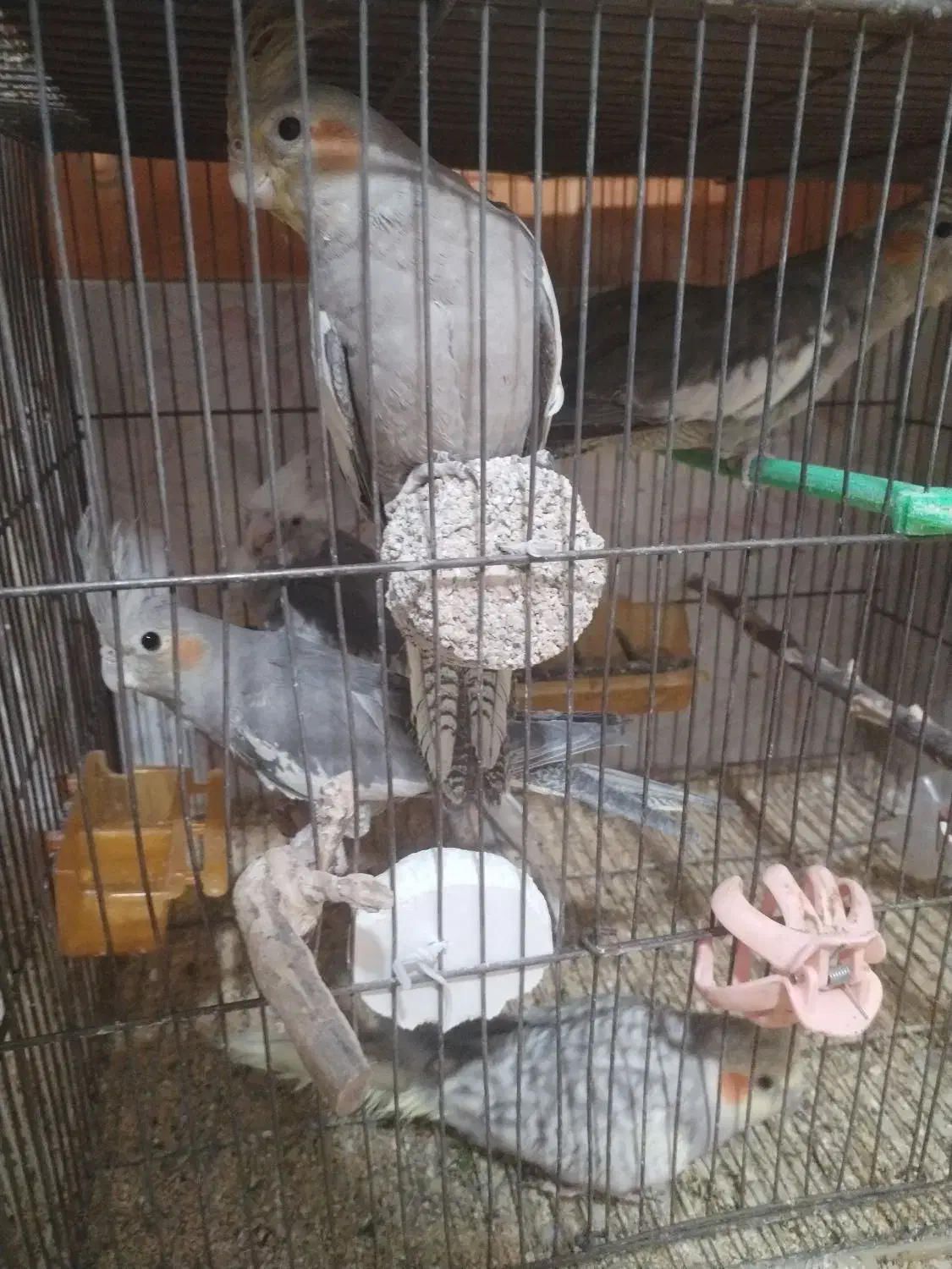 پرنده|پرنده|مشهد, قائم|دیوار