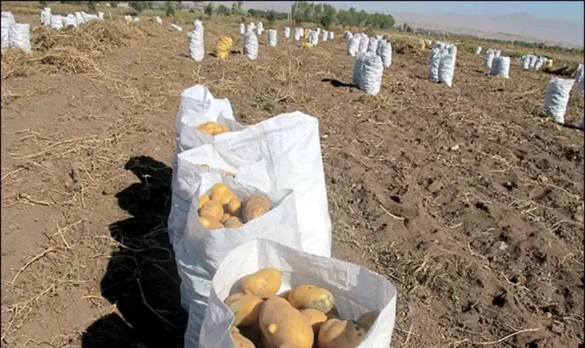 انبار سیب زمینی|اجارهٔ مغازه و غرفه|بلبان آباد, |دیوار