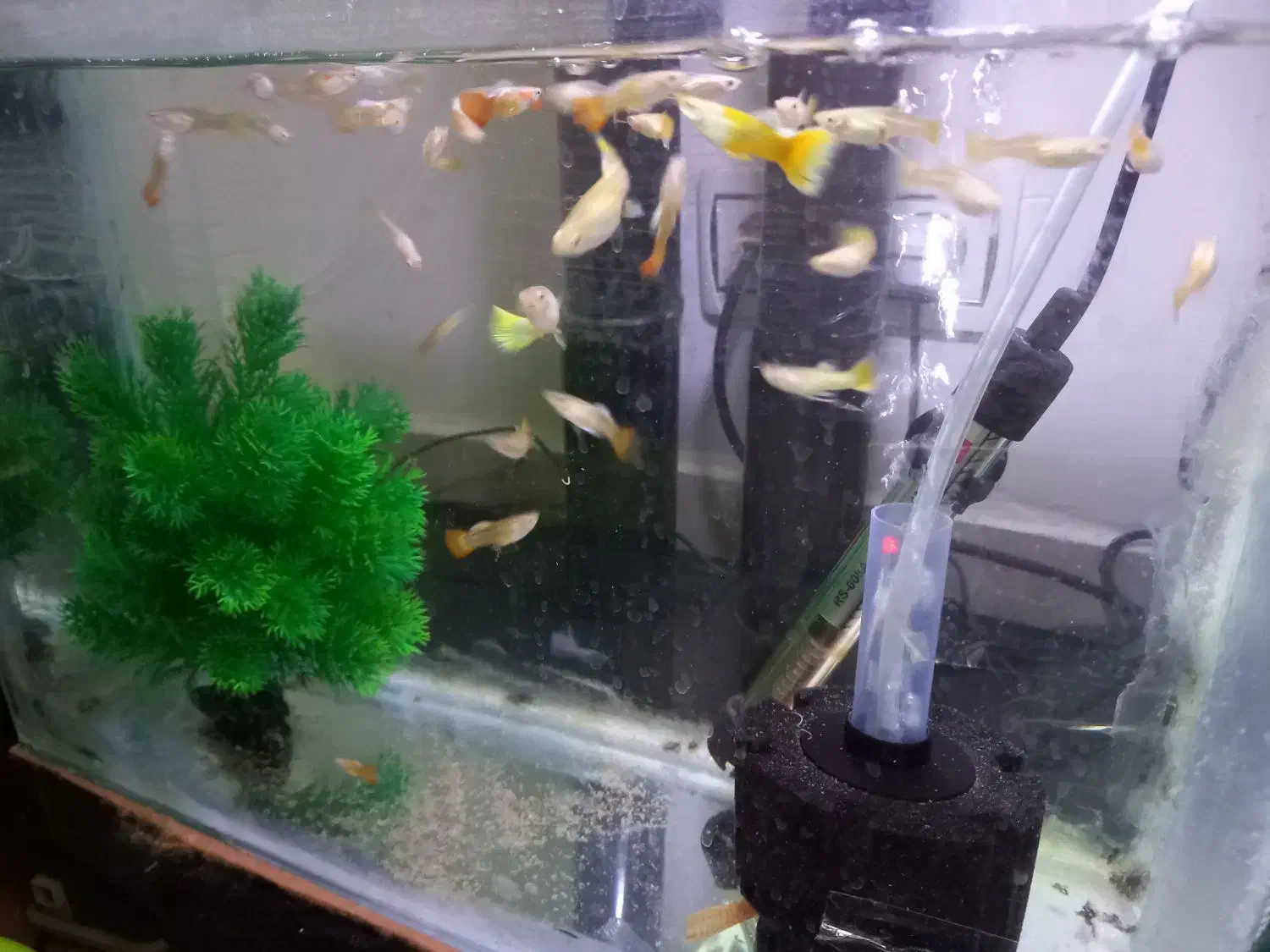 یک گله ۴۰ عددی ماهی گوپی|ماهی|ملایر, |دیوار