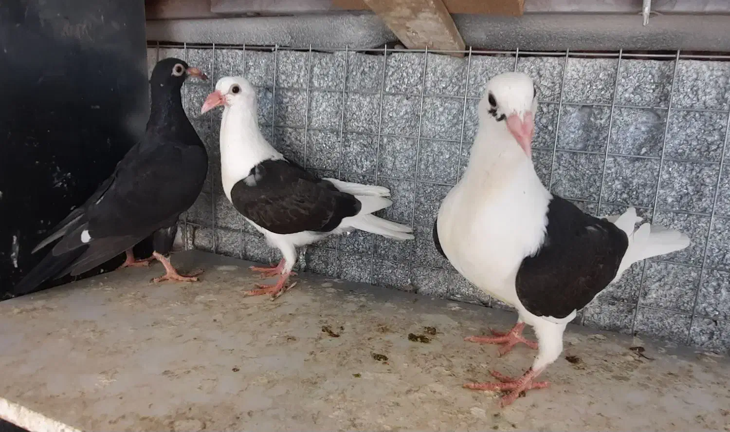 کبوتر آس پر فری وپلنگ سیاه|پرنده|گنبد کاووس, |دیوار