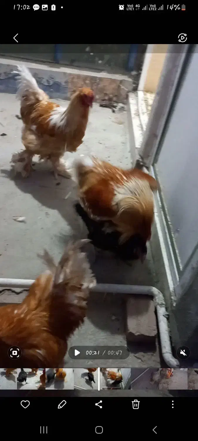 برهمای واقعی و اصل|حیوانات مزرعه|زاهدان, |دیوار