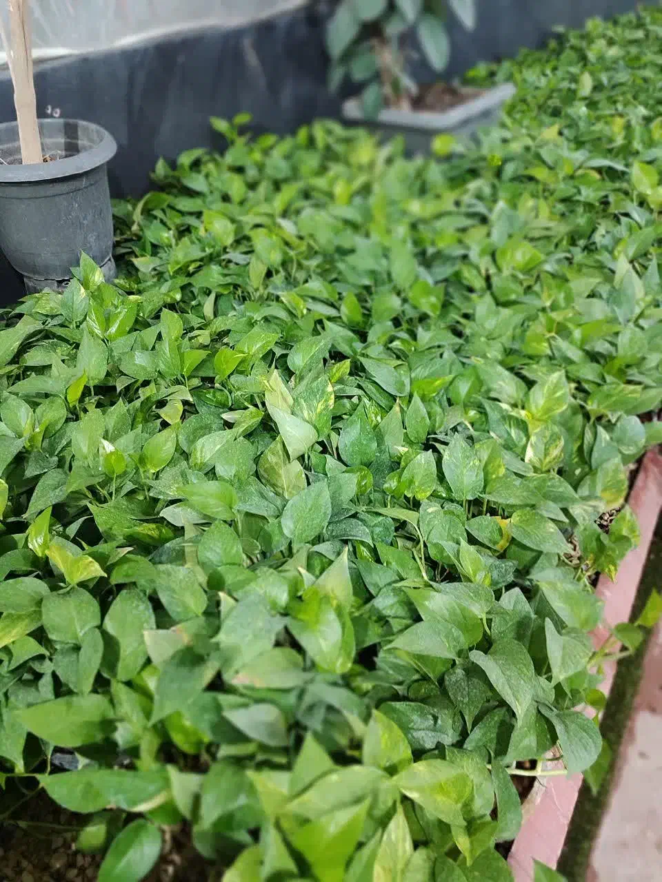 پتوس چماقی فوقالعاده باکفیت بهترینها در گلوریا|گل و گیاه طبیعی|قم, پردیسان|دیوار