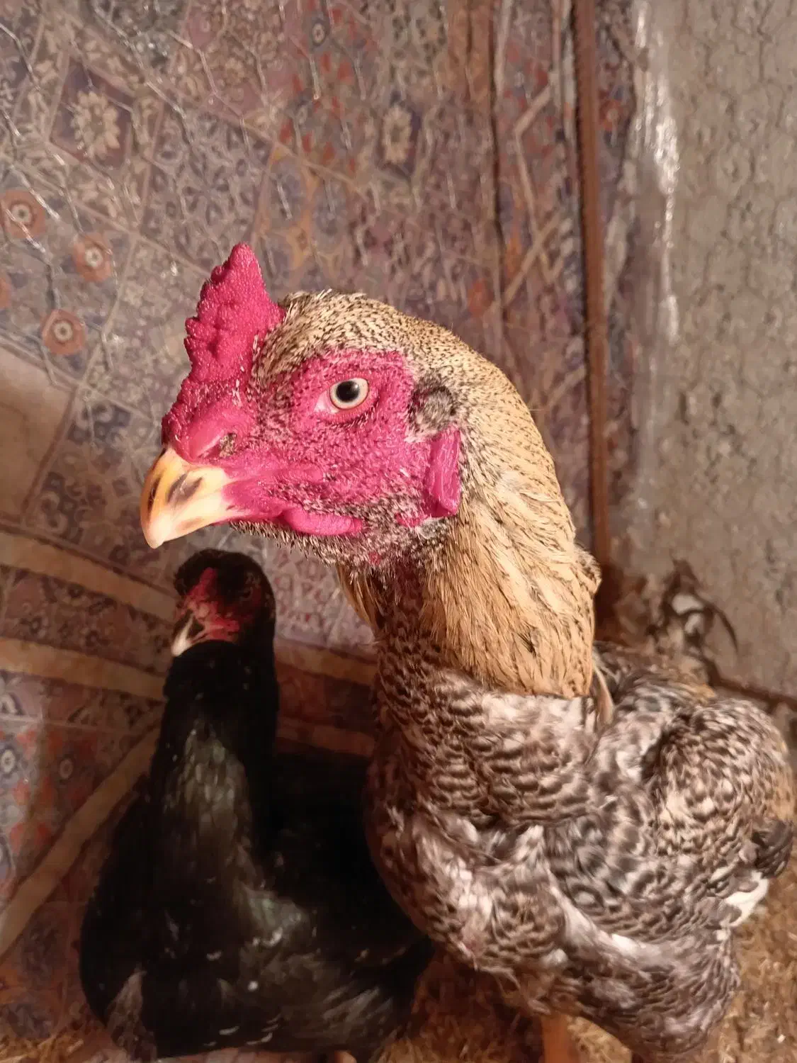 خروس لاری|حیوانات مزرعه|سروآباد, |دیوار