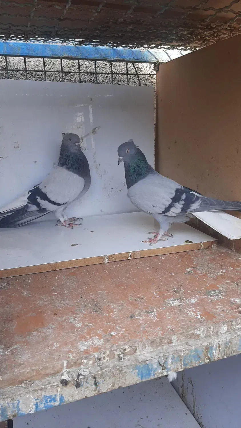 سبز کاکلی دم سفید|پرنده|اسلام‌شهر, ترشنبه|دیوار