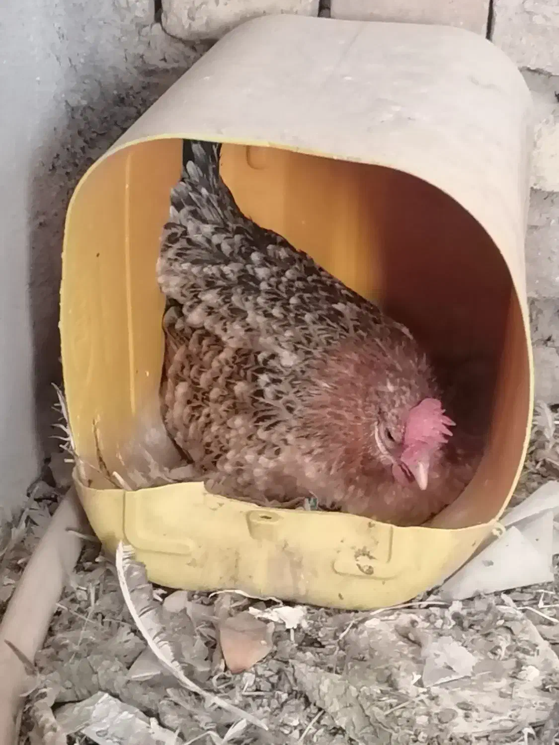 مرغ گلین کرچ تخته|حیوانات مزرعه|کشکوئیه, |دیوار