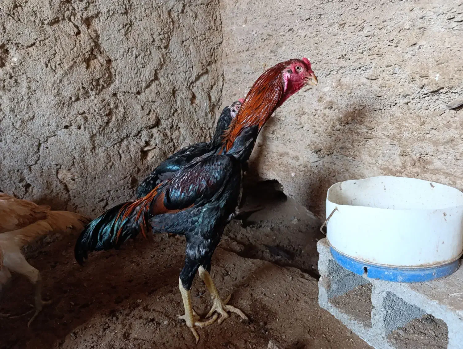 مرغ خروس فروشی جفت|حیوانات مزرعه|مهران (هرمزگان), |دیوار