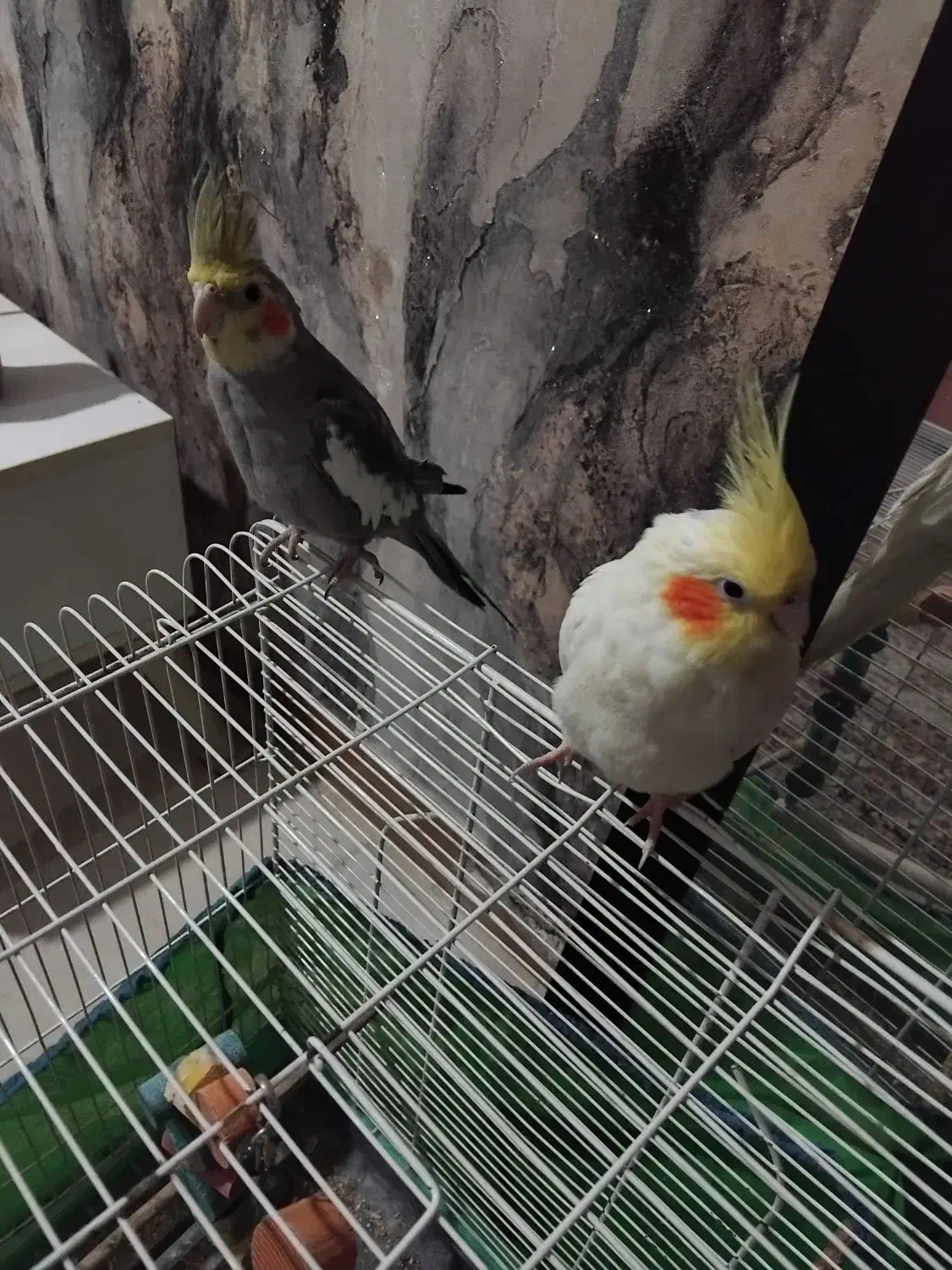 عروس هلندی|پرنده|رشت, یخسازی|دیوار