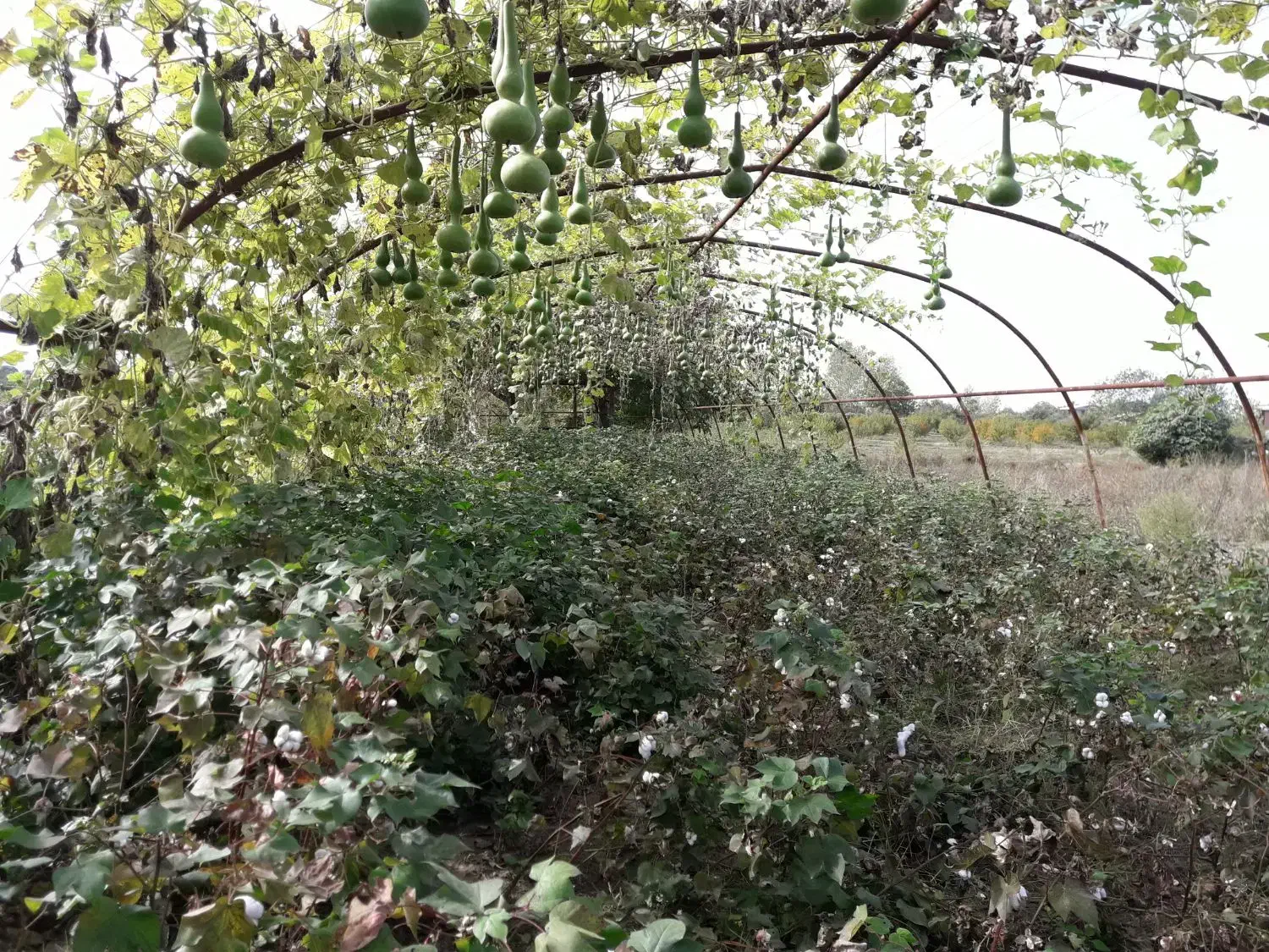 کارگر سم پاش|خدمات باغبانی و درختکاری|کردکوی, |دیوار