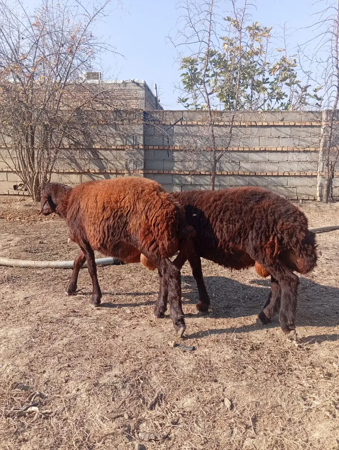 دو عدد بره نر قوچی افشار جنس بالا 5ماهه|حیوانات مزرعه|تاتار علیا, |دیوار