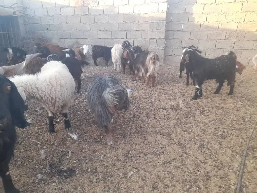 ۱۶ راس بزغاله چاق و چلبک نرو ماده به قیمت مناسب|حیوانات مزرعه|هامون, |دیوار