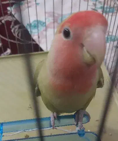 طوطی برزیلی نر و ماده|پرنده|نهاوند, |دیوار