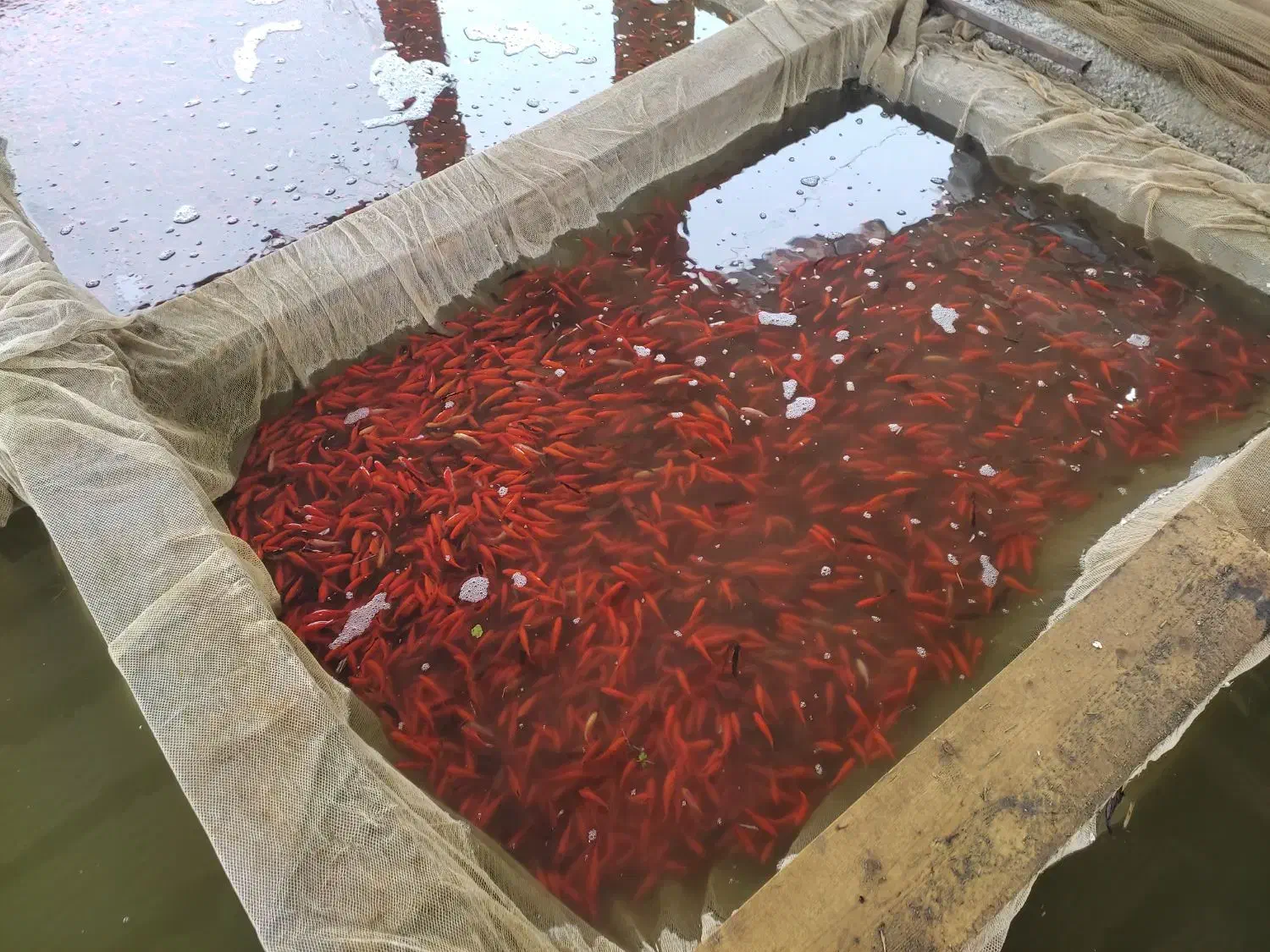 ماهی قرمزگلی|ماهی|رامیان, |دیوار