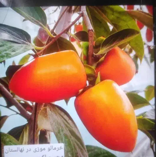 خرمالو نهال|گل و گیاه طبیعی|مشهد, خواجه ربیع|دیوار