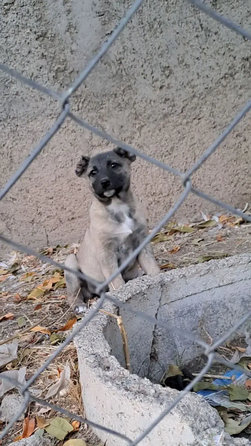 واگذاری توله سرابی|سگ|محمدیه-قزوین, |دیوار