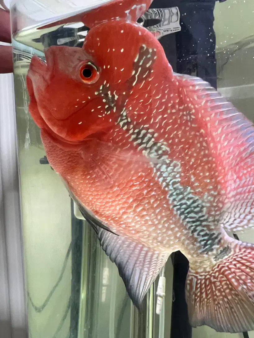 ماهی فلاور|ماهی|پاکدشت, پاکدشت (مامازند)|دیوار