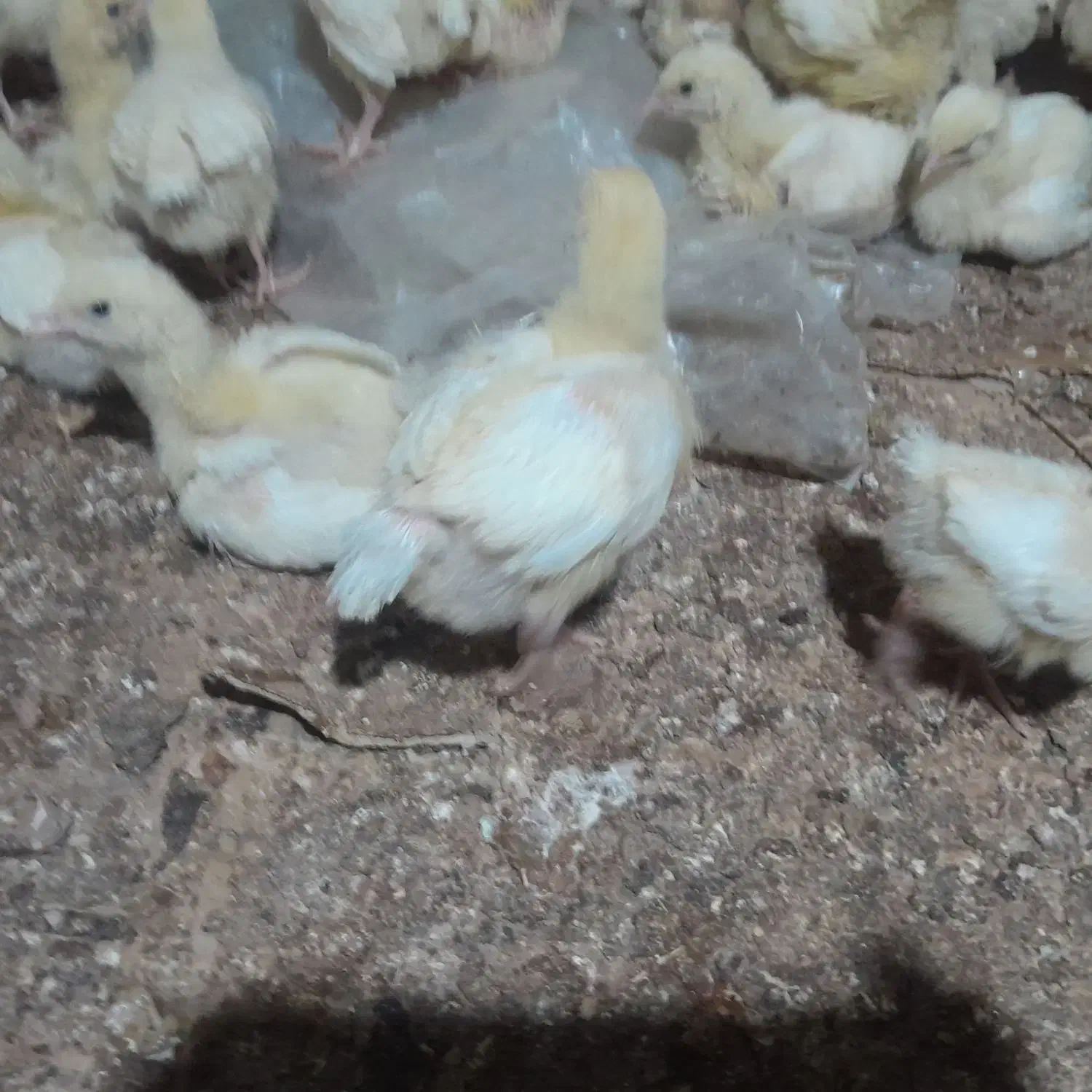 جوجه گوشتی|حیوانات مزرعه|سلیمان, |دیوار