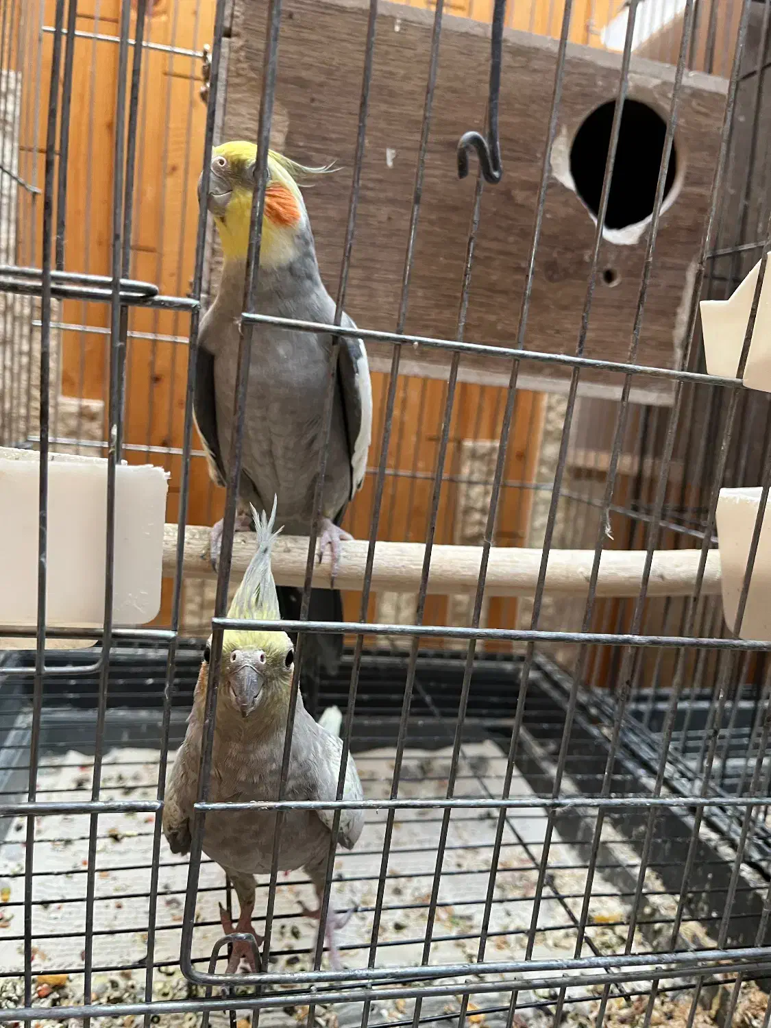 عروس|پرنده|زنجان, |دیوار