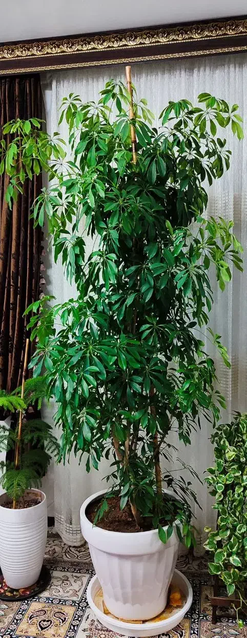 شفلرا|گل و گیاه طبیعی|مشهد, فرهنگیان (شهرک غرب)|دیوار