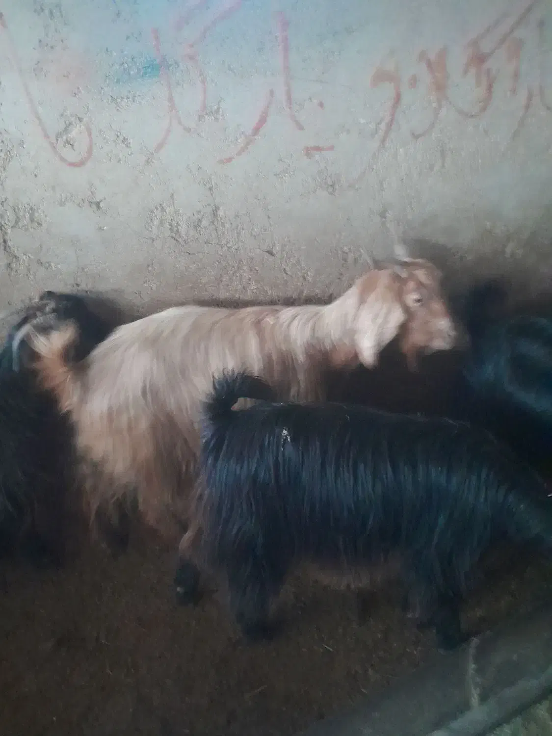 فروش ۳۸راس بز داشتی|حیوانات مزرعه|شیراز, کوشک میدان|دیوار