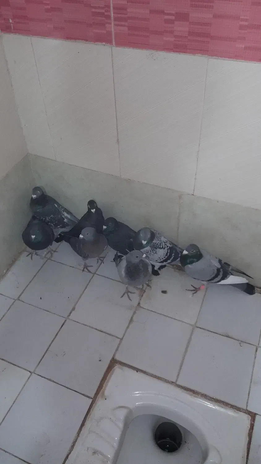 کبوتر پرشی|پرنده|باشتین, |دیوار