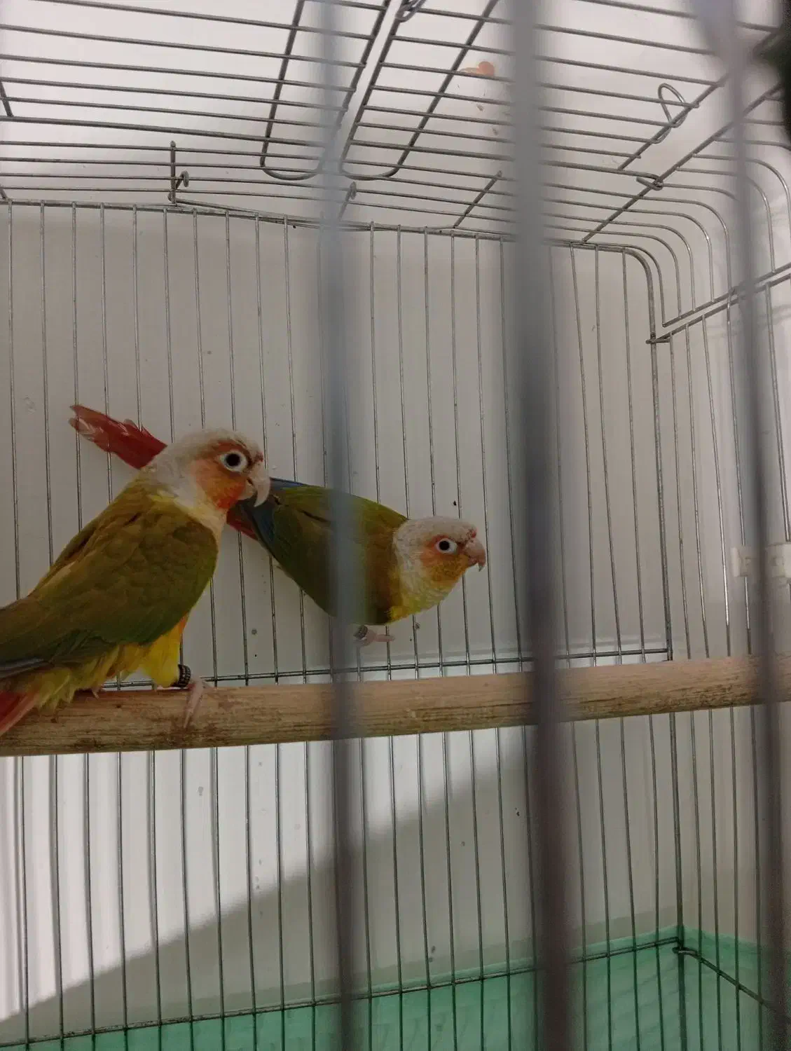 جفت گرینچیک|پرنده|سمنان, |دیوار