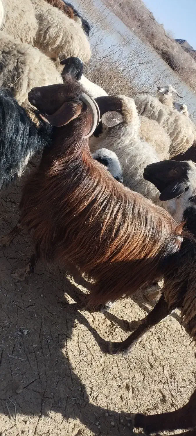 بز جوان|حیوانات مزرعه|درمیان, |دیوار