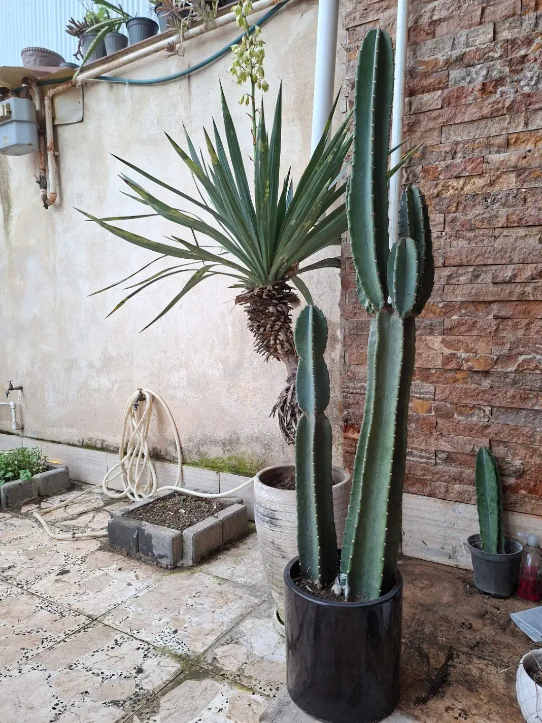 کاکتوس|گل و گیاه طبیعی|رشت, تازه آباد|دیوار