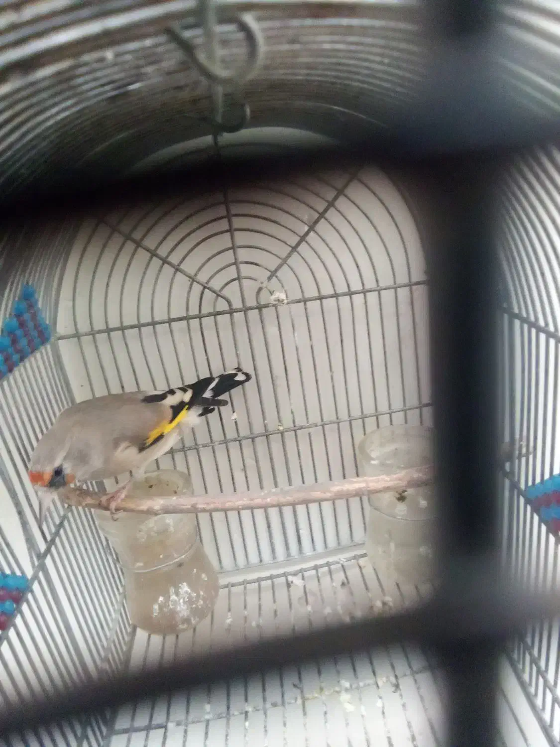 سهره کرمانی|پرنده|شیراز, تندگویان|دیوار