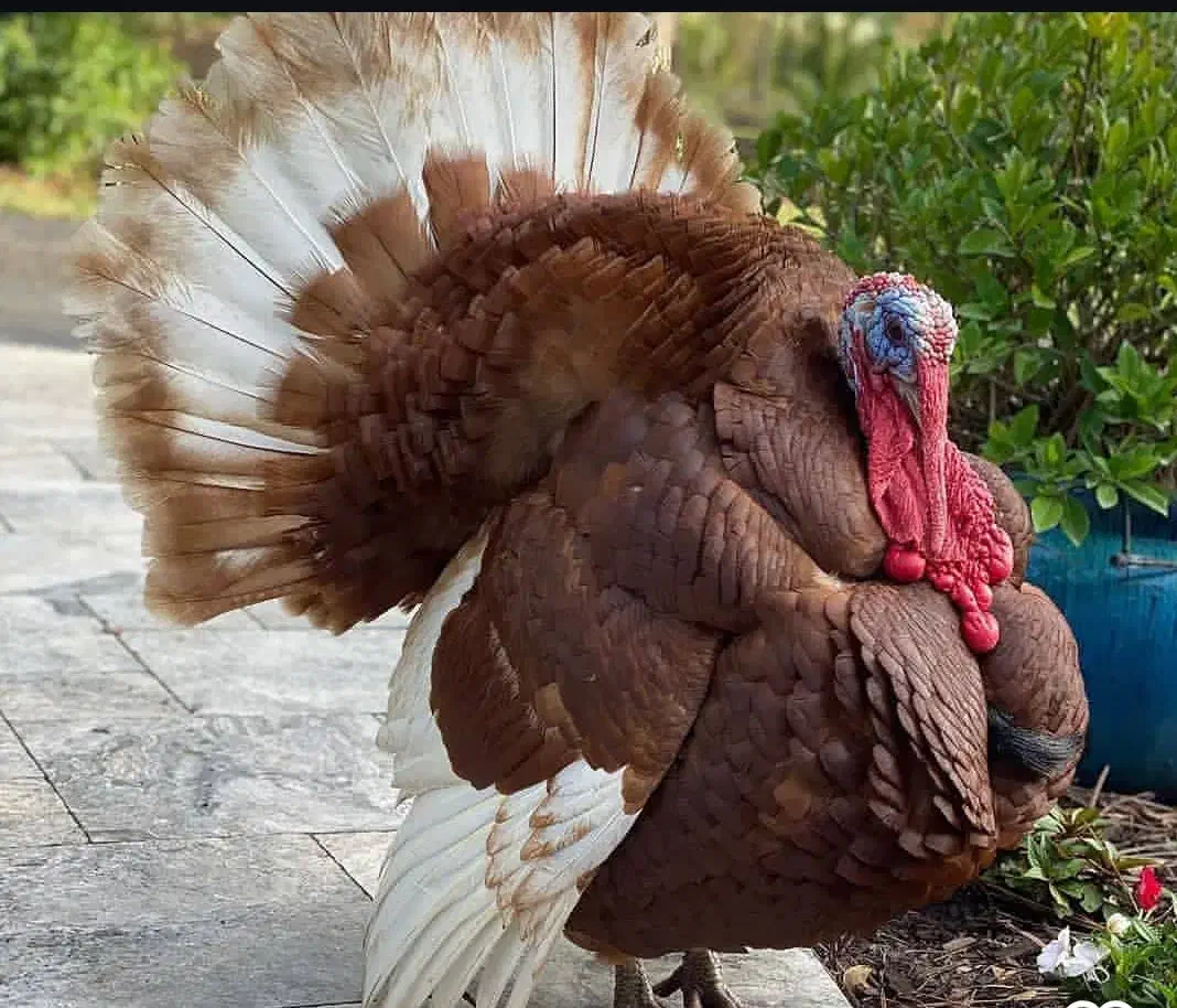 تخم نطفه دار بوقلمون قرمز بوربون|حیوانات مزرعه|رامیان, |دیوار