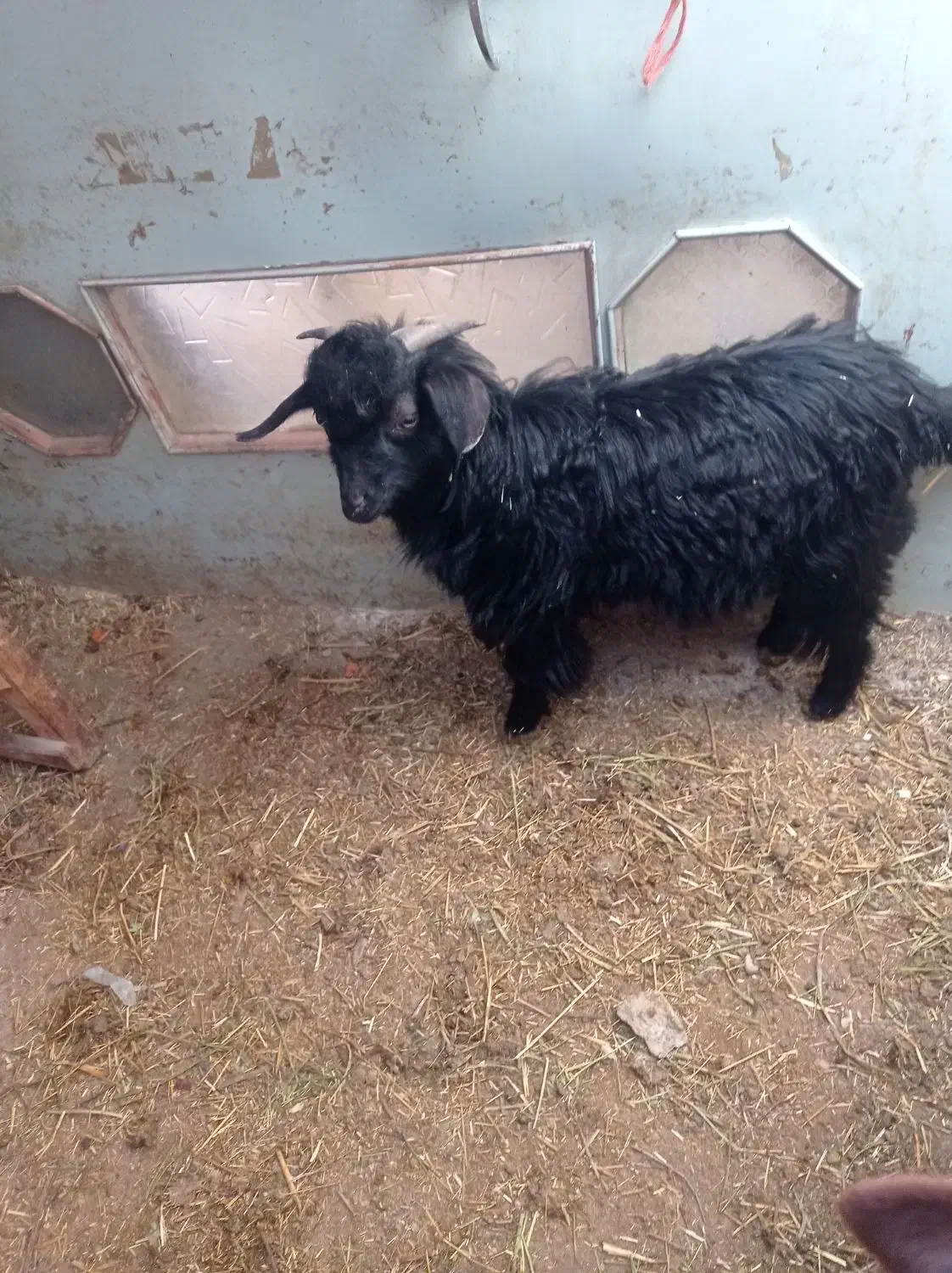 بزغاله نر|حیوانات مزرعه|اسفرورین, |دیوار