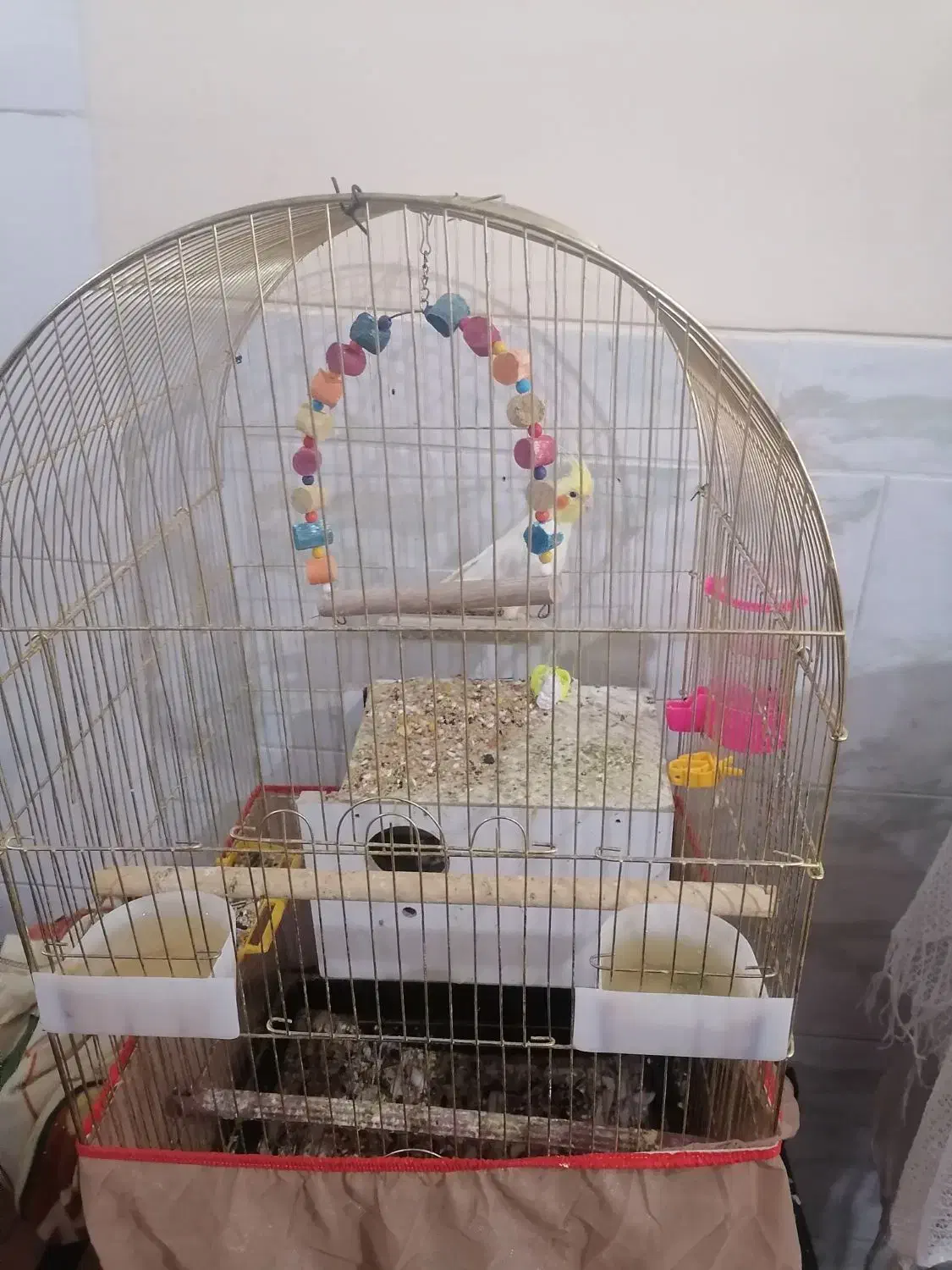 عروس هلندی|پرنده|کرمان, |دیوار