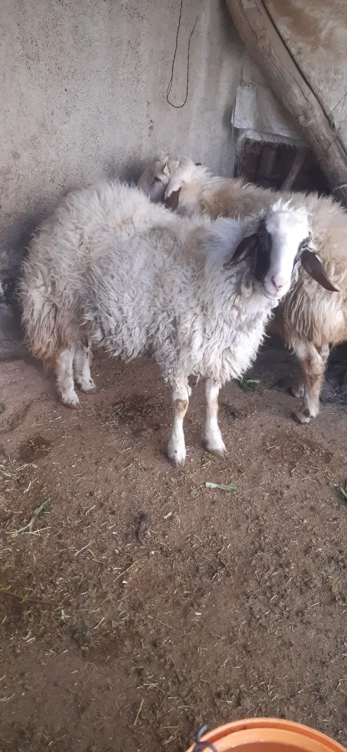 دو عدد بره قوچ|حیوانات مزرعه|کرمانشاه, |دیوار