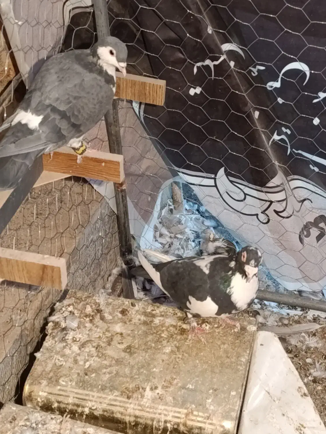 کفتر|پرنده|رفسنجان, |دیوار