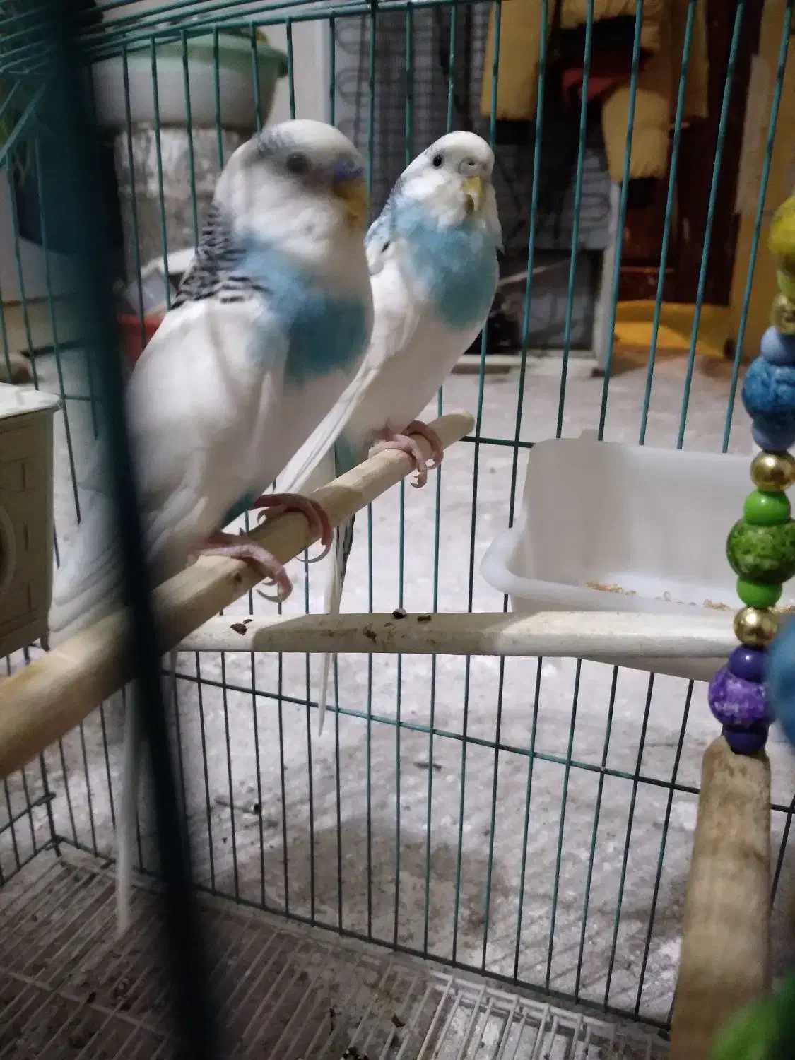 مرغ عشق|پرنده|اردبیل, |دیوار